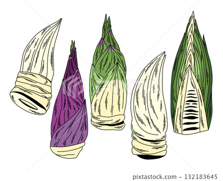 Hand-drawn bamboo shoots in different shapes and colors vector whole and in cross-section 132183645