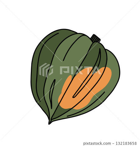 A whole green acorn winter squash with an orange spot on the side in doodle style 132183658