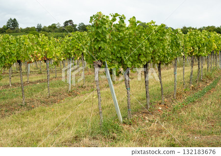 Scenic panoramic view of vineyards with ripe grape clusters on hillside Scenic panoramic view of vineyards with ripe grape clusters on hillside 132183676