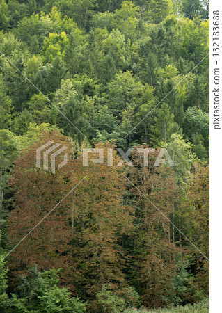 Scenic Mountain Woodland in Early Fall with Golden Leaves Appearing 132183688