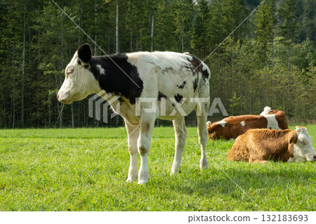 Brown and White Cows Grazing in Idyllic Countryside Landscape Brown and White Cows Grazing in Idyllic Countryside Landscape 132183693
