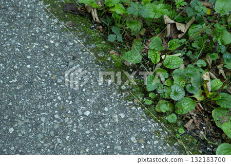 Plantain Growing by the Road. Green Wild Herb with Space for Text 132183700
