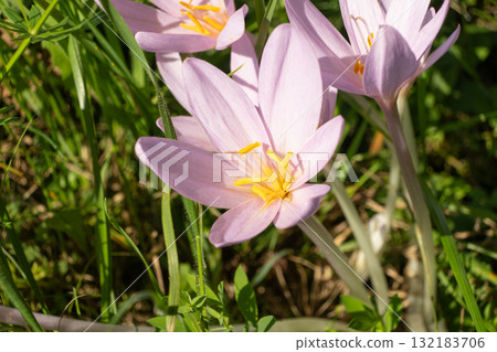 Colchicum alpinum Flower in Alpine Meadow 132183706