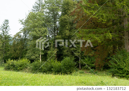 Peaceful Alpine Landscape with Green and Yellow Trees at Beginning of Autumn 132183712