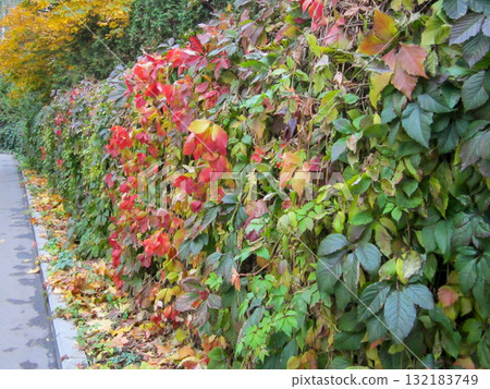 Colorful autumn leaves at hedge with curb and road. Colorful autumn leaves at hedge with curb and road. 132183749