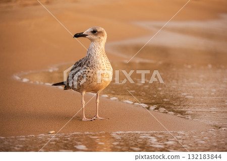 Seagull standing on the sandy beach near the water at sunrise, illuminated by soft golden light 132183844