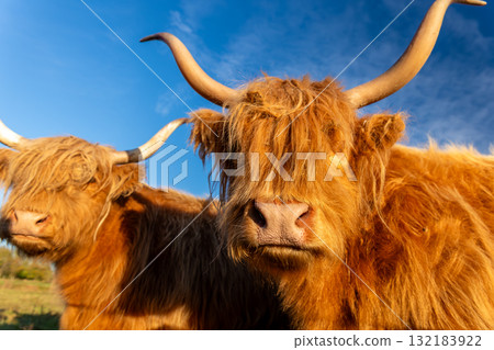 Two shaggy highland cattle with long curved horns stand in sunlight against clear blue sky. Their reddish fur glows warmly, creating a rustic and peaceful countryside scene full of natural charm 132183922