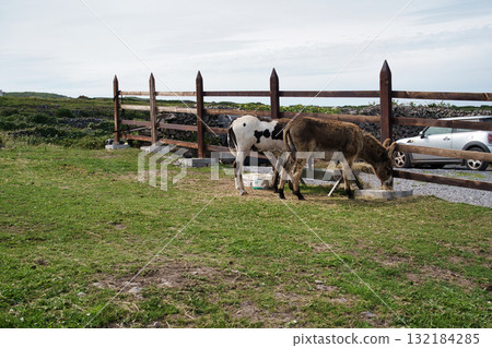 Donkeys graze in a grassy field, with a wooden fence and stone wall in the background, in the Irish countryside. 132184285