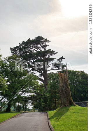 A scenic view of a road through lush green trees, with a large tree trunk in Ireland. A scenic view of a road through lush green trees, with a large tree trunk in Ireland. 132184286