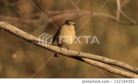 The female of the jawbuttak that sticks to the branch 132184381