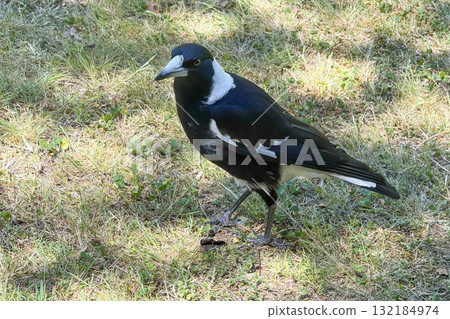 An Australian Magpie hunting for food in a domestic garden 132184974