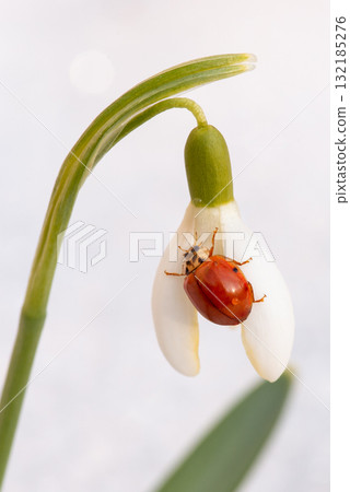 Macro shot of ladybird on snowdrop flower. Little bug on blooming first spring flower in the garden with much snow in the background Macro shot of ladybird on snowdrop flower. Little bug on blooming first spring flower in the garden with much snow in the background 132185276