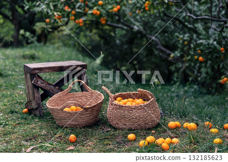 Baskets filled with fresh mandarin oranges in a lush orchard setting with greenery and fruit Baskets filled with fresh mandarin oranges in a lush orchard setting with greenery and fruit 132185623