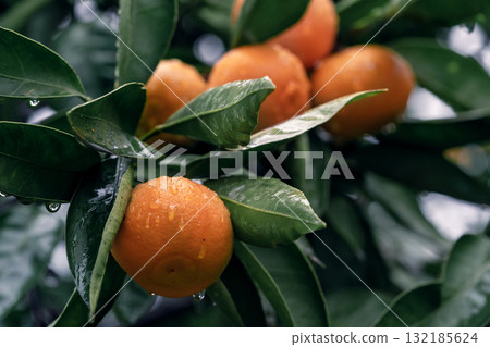 Fresh mandarin oranges hanging on lush green branches in a vibrant orchard setting 132185624