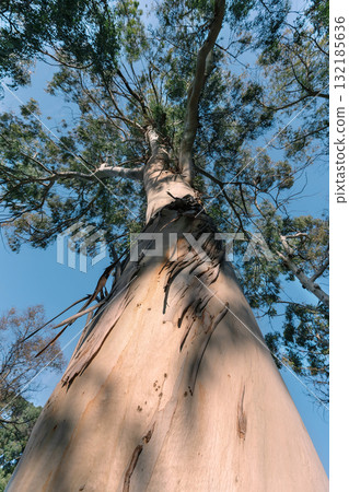 Tall eucalyptus tree viewed from below against a clear blue sky showcasing natural beauty 132185636