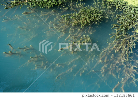 Aquatic plants floating on tranquil blue water surface with ample copy space for design Aquatic plants floating on tranquil blue water surface with ample copy space for design 132185661