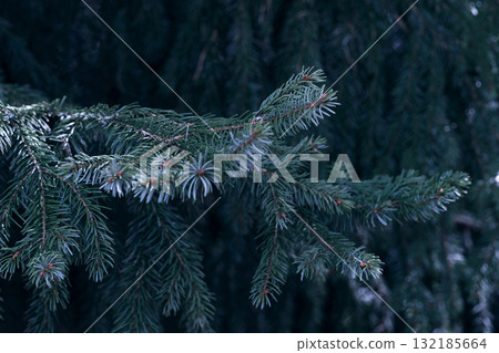 Evergreen tree branch with lush green needles and natural backdrop featuring ample copy space Evergreen tree branch with lush green needles and natural backdrop featuring ample copy space 132185664