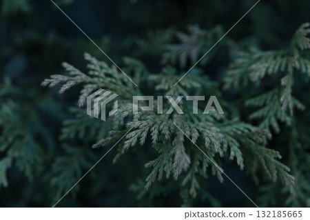 Green foliage with intricate textures creating a natural backdrop with ample copy space 132185665