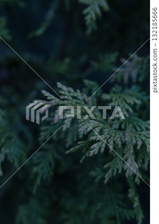 Close-up of green foliage with natural textures and copy space for design elements Close-up of green foliage with natural textures and copy space for design elements 132185666