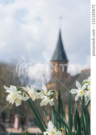 White flowers in foreground with blurred church tower and cloudy sky in the background 132185672