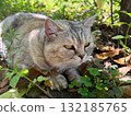 Cat is hiding in the grass and leaves 132185765