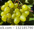Bunch of grapes in vineyard 132185790