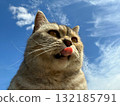 Cat stuck oout tongue against sky 132185791
