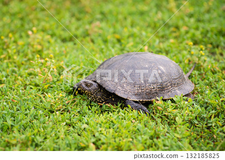 Turtle in green grass close up. Fresh grass, Polygonum aviculare, covering the ground, summer, animals in nature. Turtle in green grass close up. Fresh grass, Polygonum aviculare, covering the ground, summer, animals in nature. 132185825