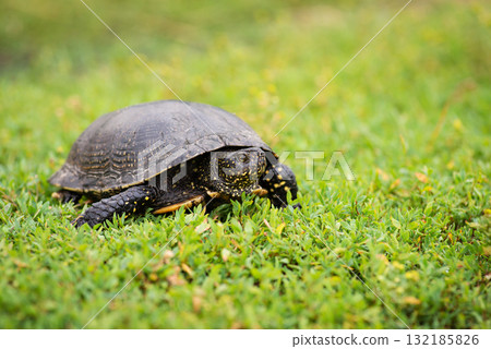 Slow reptile with carapace in the grass, close up. Black turtle on green fresh grass, wildlife, nature. Slow reptile with carapace in the grass, close up. Black turtle on green fresh grass, wildlife, nature. 132185826