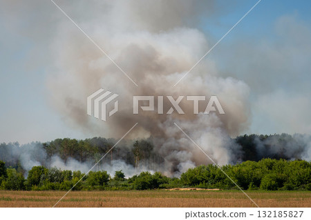 Forest fire. Gray smoke goes from the pine forest. 132185827