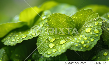 A close-up of green cabbage leaves with a dewy surface 132186184
