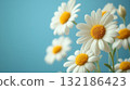 daisies on blue background 132186423