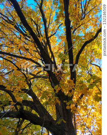 Maple tree crown with yellow leaves in October Maple tree crown with yellow leaves in October 132186509