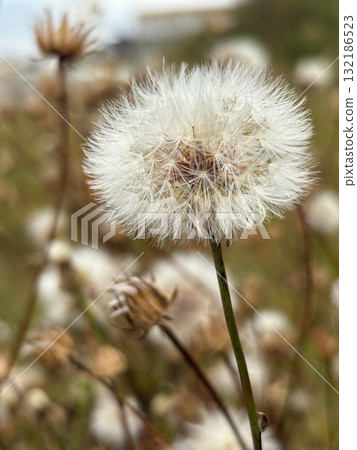 Close-up of white dry dandelion in autumn against blurred background. Close-up of white dry dandelion in autumn against blurred background. 132186523