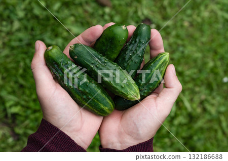Freshly picked cucumbers held in hands over a green background. Freshly picked cucumbers held in hands over a green background. 132186688