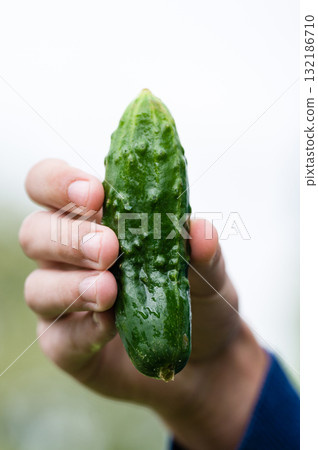 Hand holding a fresh, green cucumber. 132186710