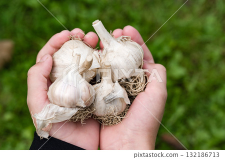 Freshly harvested garlic bulbs held in hands 132186713