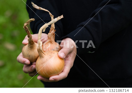 Hands holding freshly harvested onions 132186714