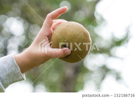 Hand holding a ripe fruit against a blurred green background. Hand holding a ripe fruit against a blurred green background. 132186716