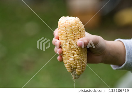 Child's hand holding a partially dried ear of corn. 132186719