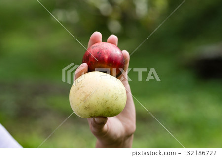 Hand holding two ripe apples, one red and one yellow. 132186722