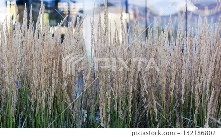 Reed grass waving in a flower bed in the city Reed grass waving in a flower bed in the city 132186802