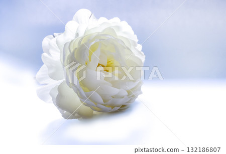 A white peony flower highlighted on a blue background. 132186807