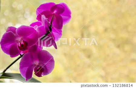 A branch of a beautiful blooming orchid in burgundy shades, standing out against A branch of a beautiful blooming orchid in burgundy shades, standing out against 132186814