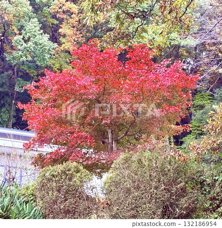 燃燒的季節 燃燒的季節 132186954
