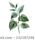 Watercolor Botanical Leaf Branch Green Foliage Illustration Natural Minimalist Handpainted Plant Art for Eco Design Decor 132187248
