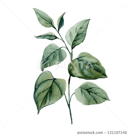 Watercolor Botanical Leaf Branch Green Foliage Illustration Natural Minimalist Handpainted Plant Art for Eco Design Decor 132187248
