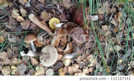 A pile of mushrooms and leaves on the ground. 132187341