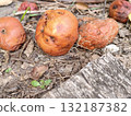 Rotten apples are lying on the ground. The apples fell from the apple tree onto the ground. 132187382