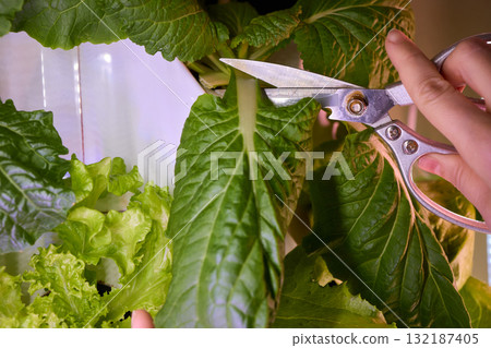 Harvesting a Variety of Fresh Greens with Precise and Sharp Scissors for Cooking Use 132187405